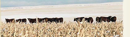 Resources/RB_slide_moo-ss_item534_47_moo1-1p3_.jpg
